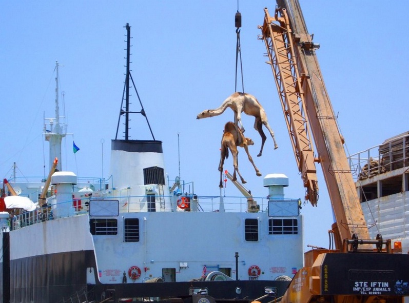 unta arab saudi dijual ibukota